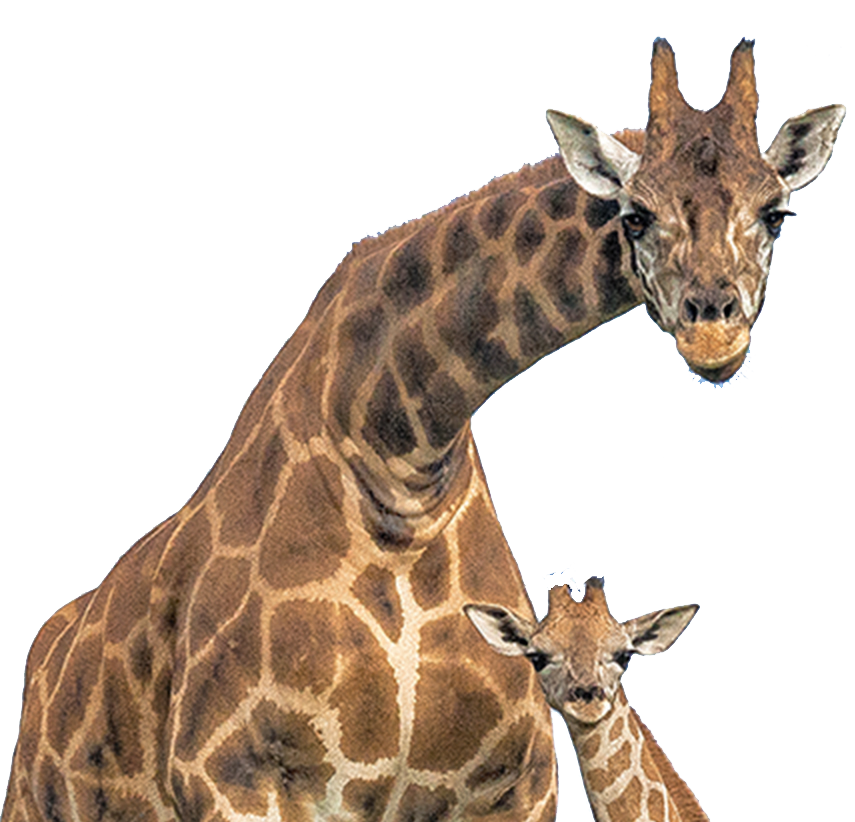 City Captain Transportation to Escondido Safari Park also known as Wild Animal Park