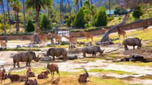 City Captain Transportation to Wild Animal Park in Escondido