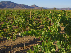 Valle Guadalupe