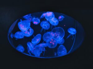 beautiful-amazing-jellyfish-in-an-oval-fish-tank-a-la jolla attraction