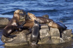 Beautiful sea lions lying together on the rocks on the Pacific Ocean in La Jolla during a ride from San Diego to Los Angeles