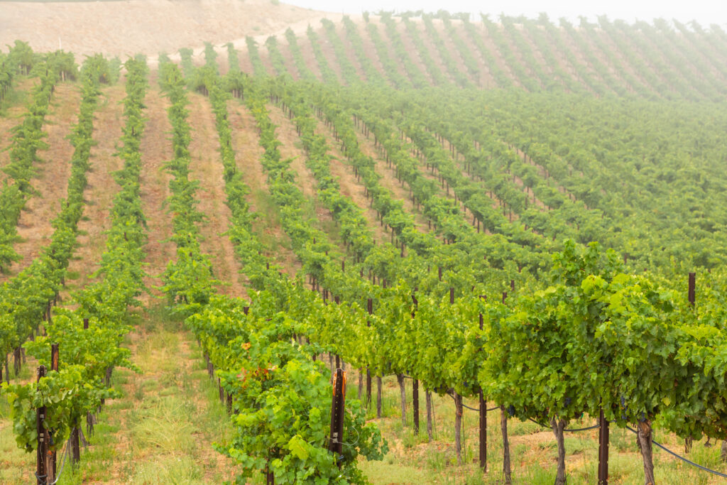 Temecula Wine Country Shuttle with City Captain