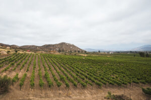 Travel to the wineries in valle de guadaupe of Mexico.